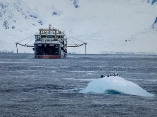 Alerte rouge sur le krill, la précieuse crevette de l’Antarctique