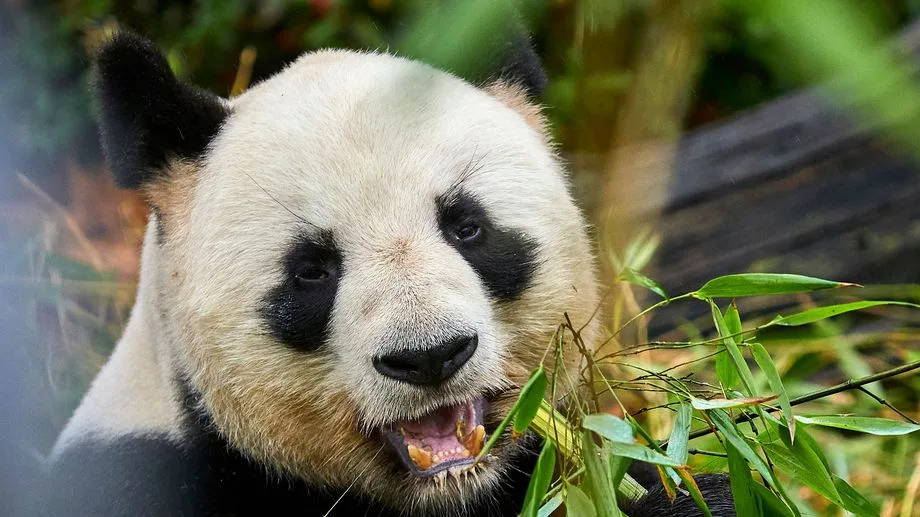 "Une page se referme" : les deux derniers pandas hébergés en France partiront du zoo de Beauval le 17 décembre