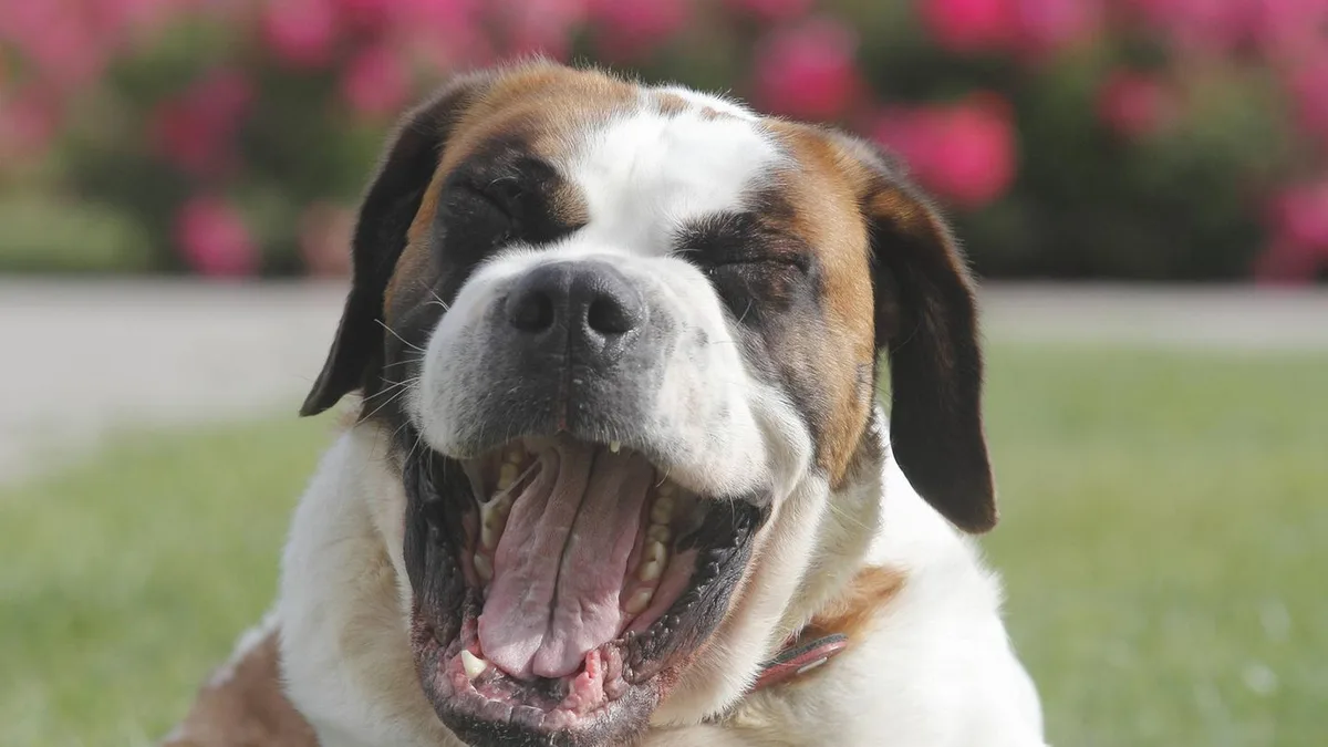 Dogge, Mastiff, Kangal: Imposant, schlau, verschmust: Die größten Hunderassen der Welt