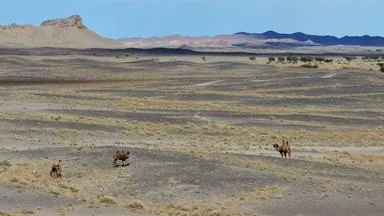 Mongolei: Bäume gegen Wüstenbildung