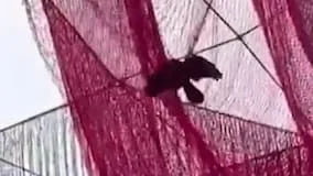 Buntes Netz wird zur Vogel-Falle - Feuerwehr rettet Krähe aus Millionen-Kunstwerk