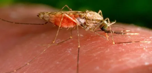 Frankfurt am Main: Zwei Flughafen-Anwohner an Malaria erkrankt