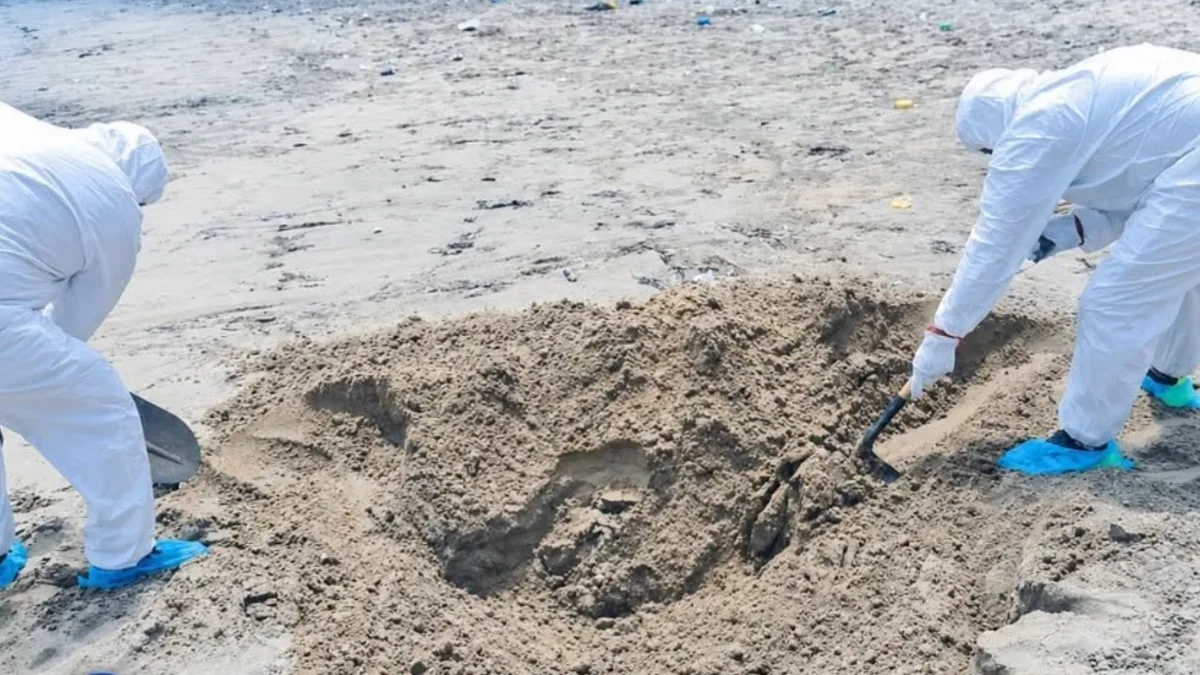 Hallan cuatro lobos marinos muertos en playa El Silencio de Marcona y autoridades coordinan el retiro de los cuerpos