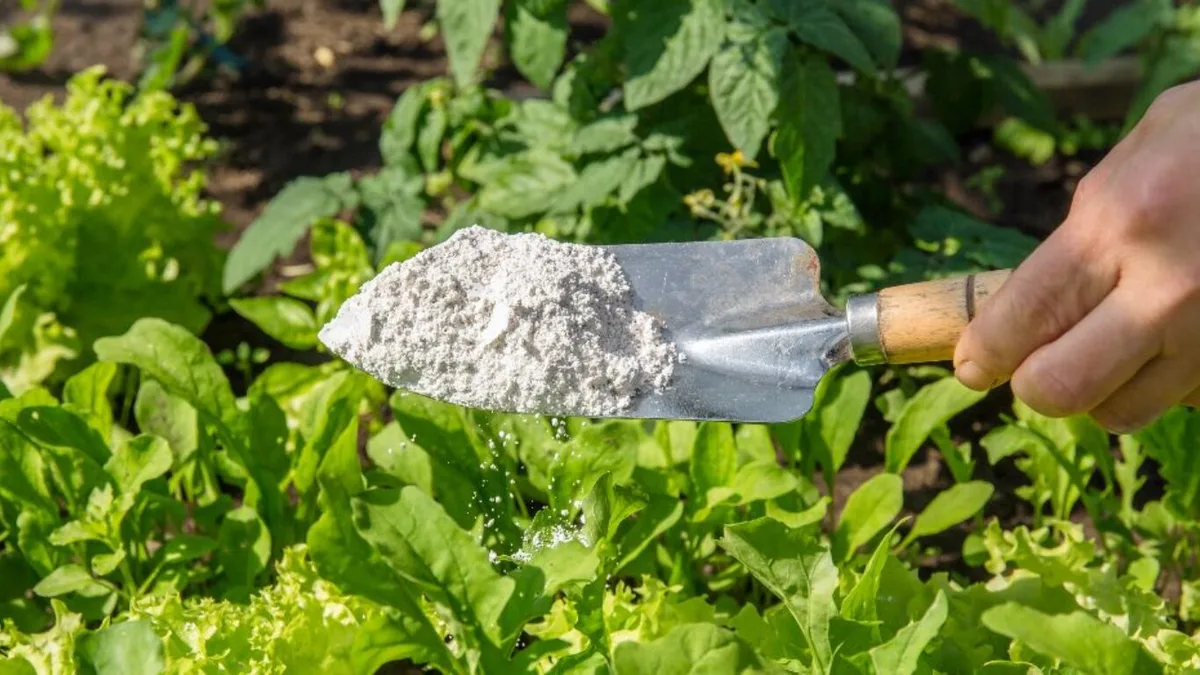 Ni bicarbonato ni azúcar: el polvo blanco mágico que recomiendan los jardineros contra plagas y como fertilizante