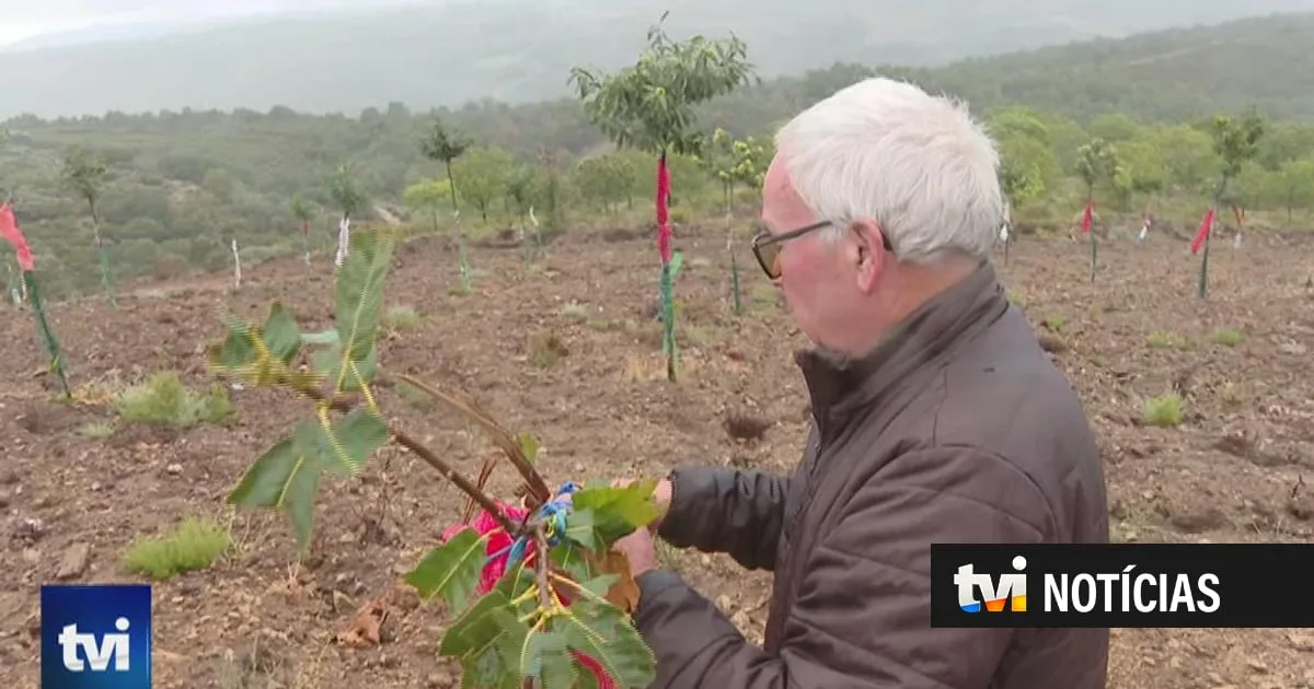 Veados estão a destruir castanheiros nesta aldeia de Bragança