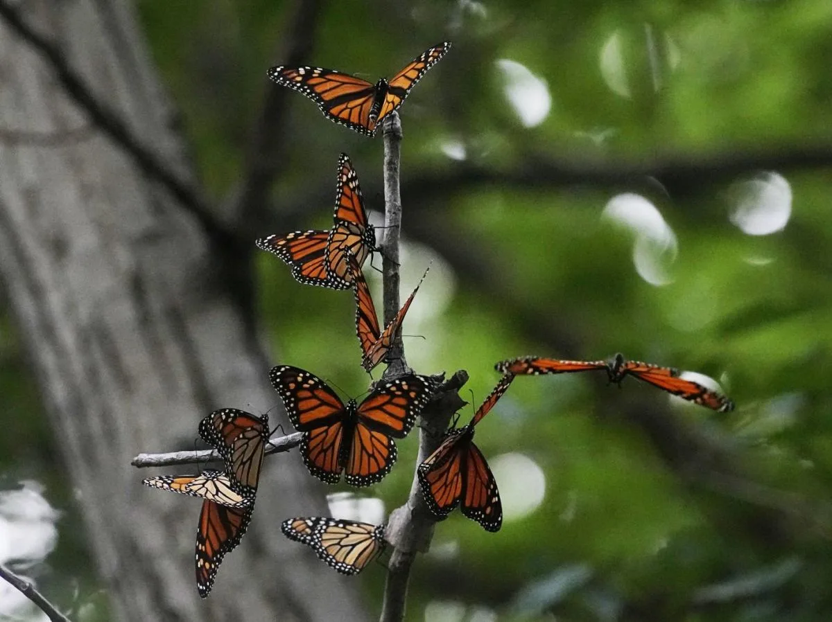 Les papillons fuient un climat inhospitalier
