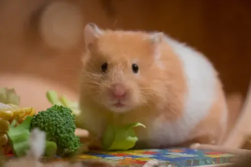 High school staffer arrested over love hotel hamster slaughter