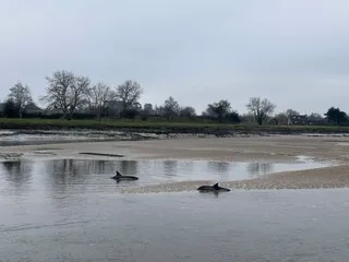 Échoué sur le sable, un dauphin a pu regagner le large grâce à l’action des pompiers sur cette plage des Côtes-d’Armor