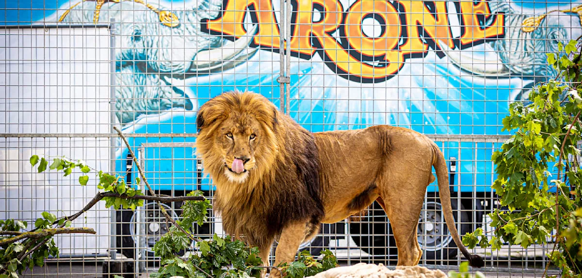Hausfriedensbruch und Körperverletzung? Circus Krone und Aktivisten nach Kletteraktion im Konflikt