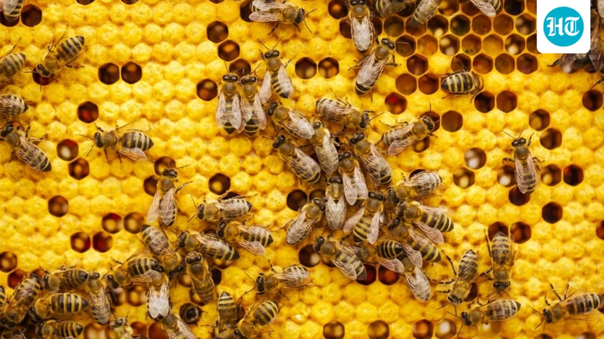 Bees swarm Vande Bharat coach in MP's Khajuraho, 12-14 passengers injured