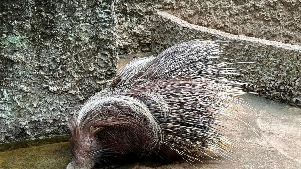 Aus Tierheim entwischt: Stachelschweine ausgebrochen