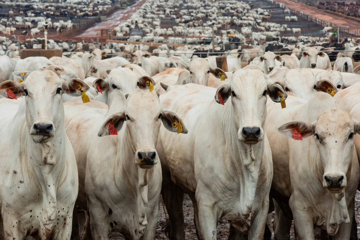 Com cota chinesa preenchida, exportação de carne bovina recua