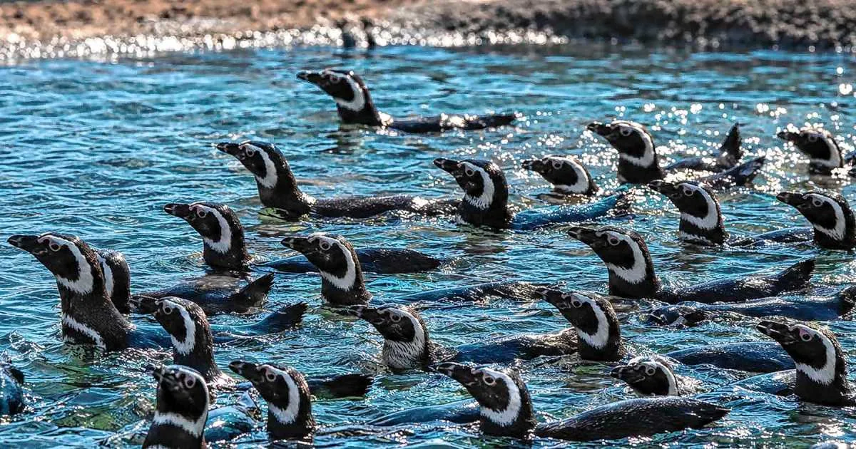 Más de 40 pingüinos llegaron a Río Negro: cuál es el refugio que los recibió, dónde queda y cuándo podrán ser visitados