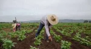 Padrino López destacó apoyo a productores del campo