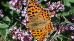 Rare butterfly spotted in Cornwall