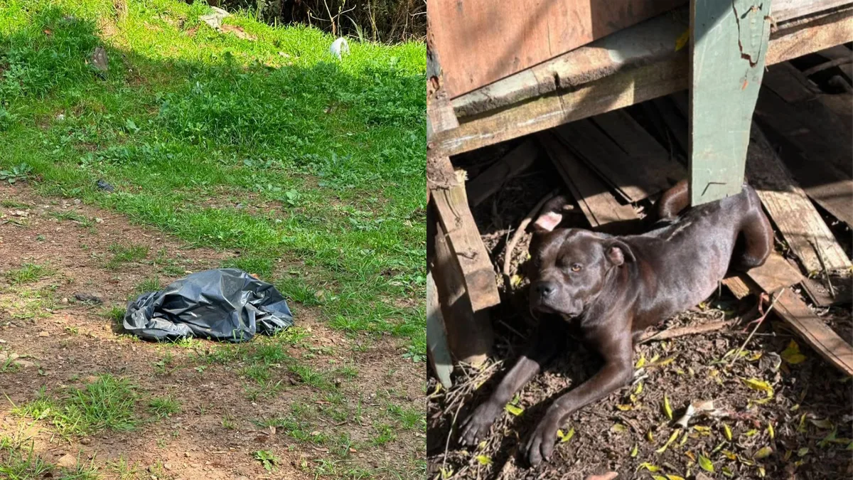 Mais de 20 cães são encontrados mortos em terreno após denúncia de abandono de animais em SC