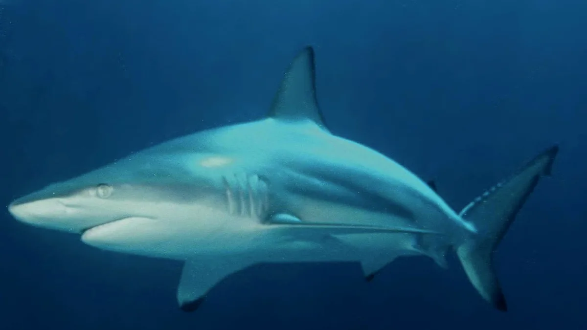 Sharks’ Long-Range Hearing: Study finds 74m sound detection; sharks turn away