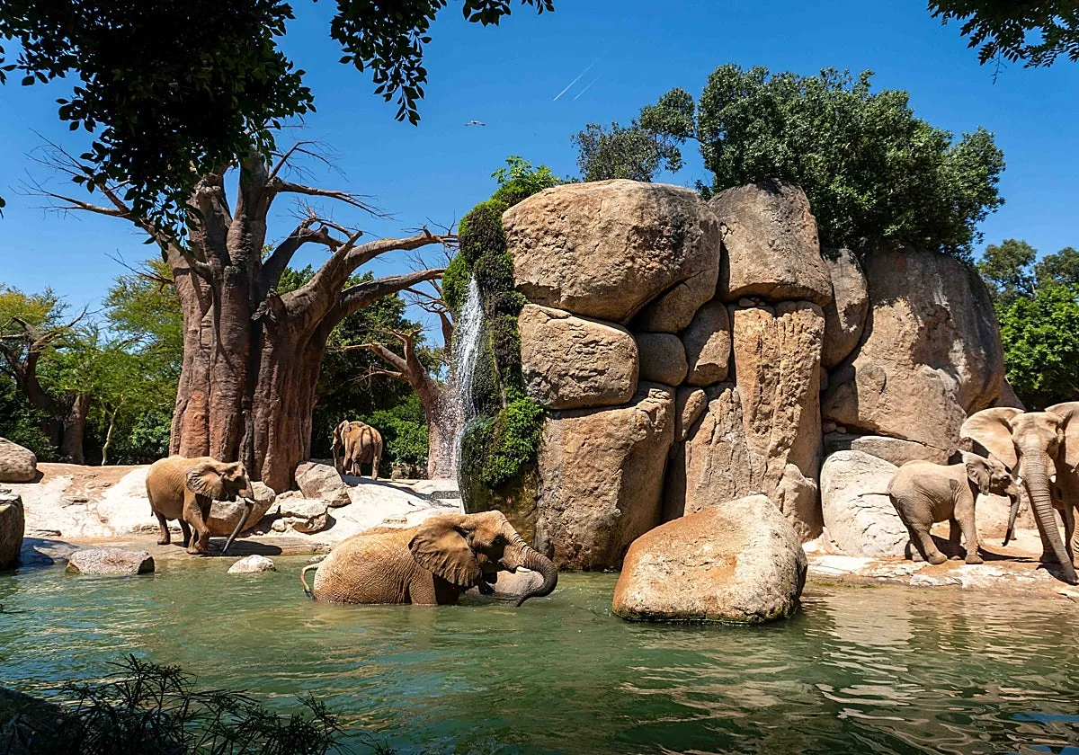 Bioparc Valencia intensifica el protocolo de bienestar animal con helados y lluvia artificial