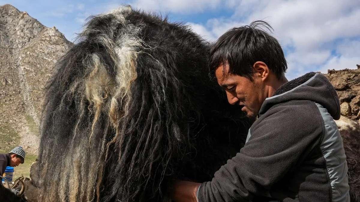 “Exige dedicación las 24 horas”: la vida del joven nómade que pastorea yaks a 4.700 metros en el Himalaya