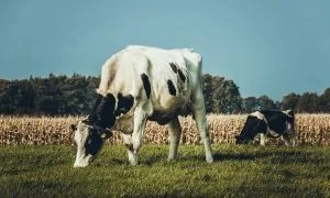 Distribuidora de energia deve indenizar por eletrocussão de animal
