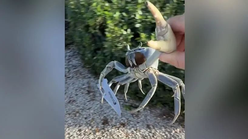 Schwer bewaffnet - Achtung, Killer-Krabbe!