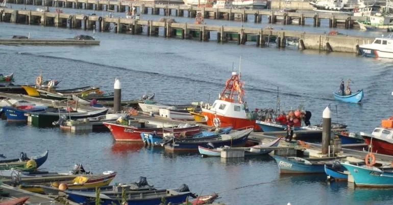 Apreendidos 710kg de peixe no porto de pesca de Aveiro