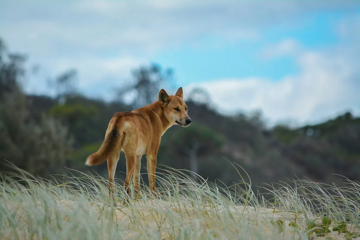 The dingo debate is heating up. How we manage these animals will determine their future