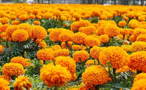 Crece nueve veces producción de cempasúchil en CDMX; alistan casi 10 millones de plantas para Día de Muertos