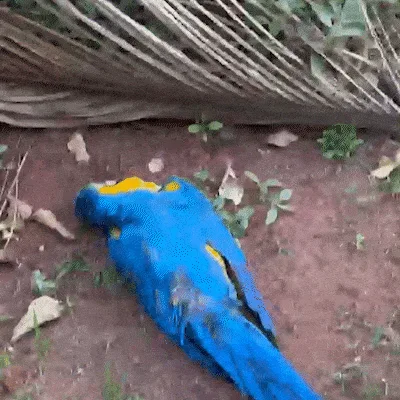 Moradora encontra arara morta e suspeita de disparo de chumbinho