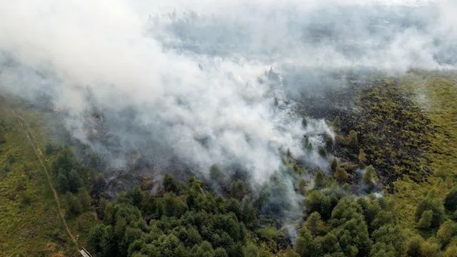 Wald- und Moorbrände: Waldbränden vorbeugen: Umweltverbände fordern Vernässung