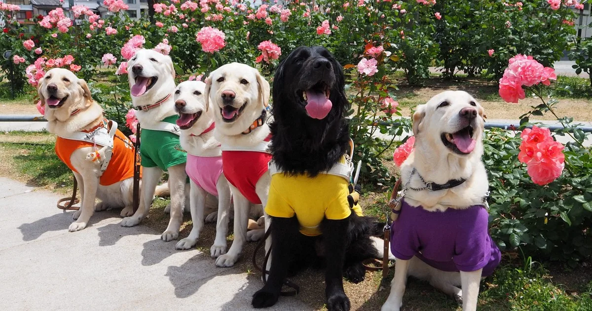 犬の表情生き生きと 盲導犬訓練所がチャリティカレンダー発売