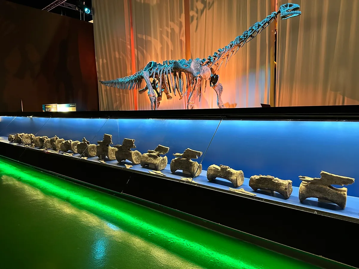 Paleontólogos de Teruel descubren fósiles de diplodocus y demuestran que también habitó en Europa
