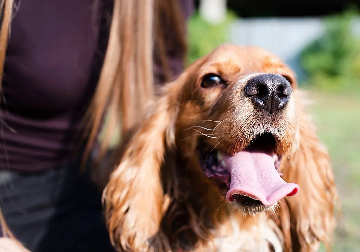 Cuida de tu mascota con las mejores tiendas de animales de 2026: ¿cuáles son?