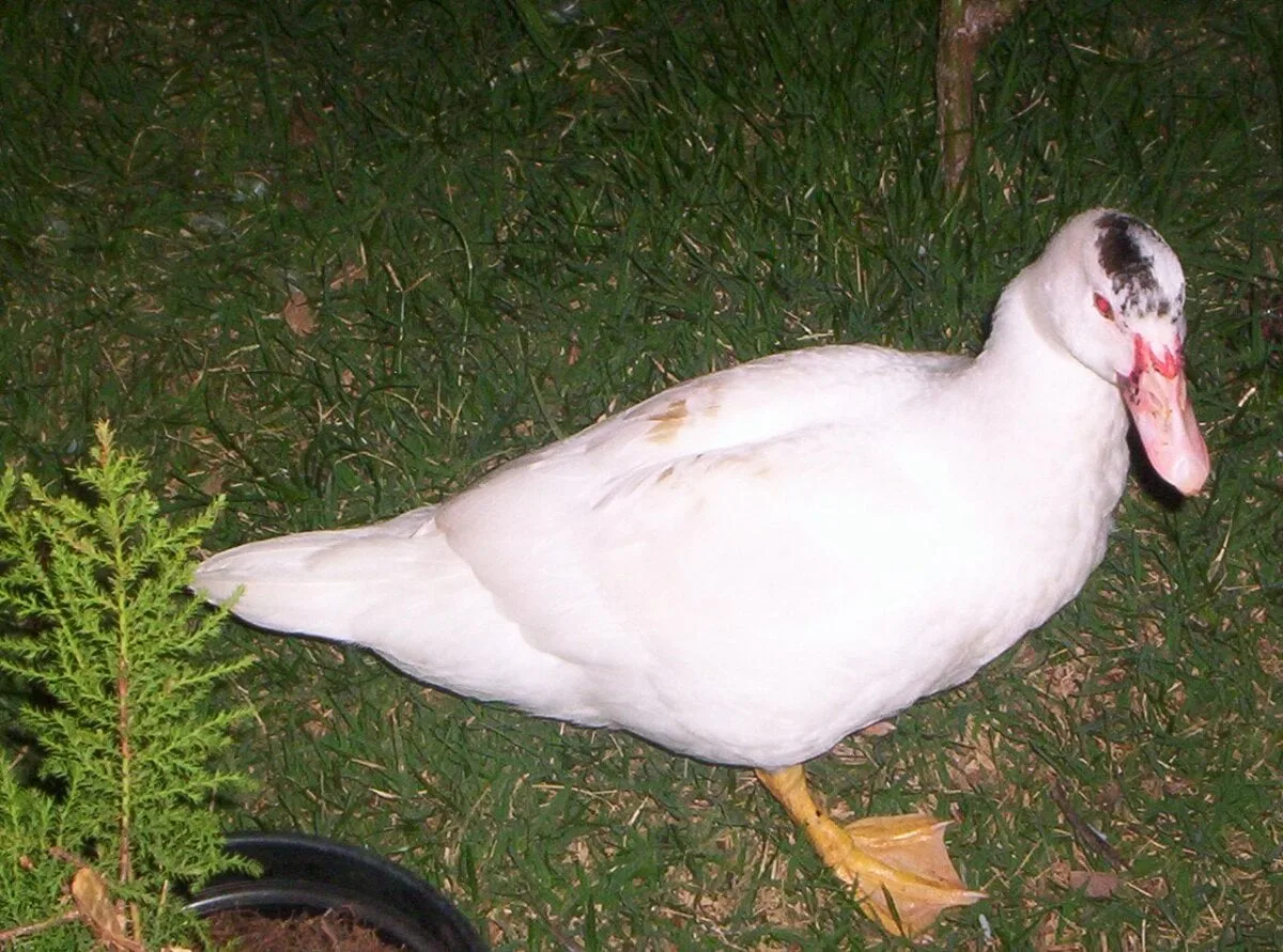Homem é flagrado furtando pato de residência e é preso em Cruzeiro do Sul
