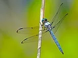 Mysterious swarms of dragonflies descend on California as experts reveal what is fueling invasion