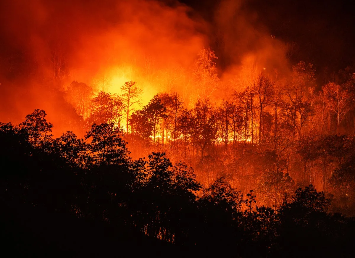 Forest fires significantly worsening across Africa’s tropical nations, data shows