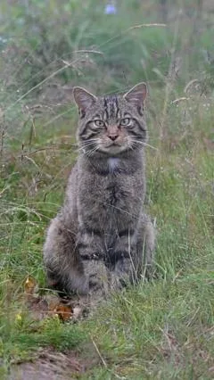Inside Scotland's wildcat HQ