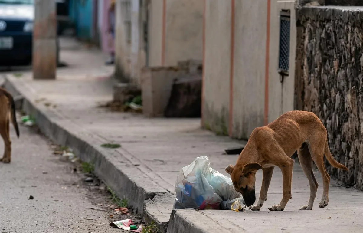 En el 70% de las muertes por rickettsia en Coahuila, las mascotas entraban y salían del hogar sin cuidados