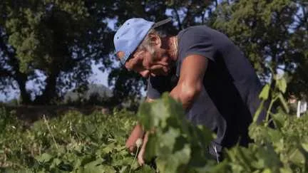 "Il fait trop chaud, c'est ce qui est le plus dur" : ces retraités contraints d'être saisonniers pendant l'été