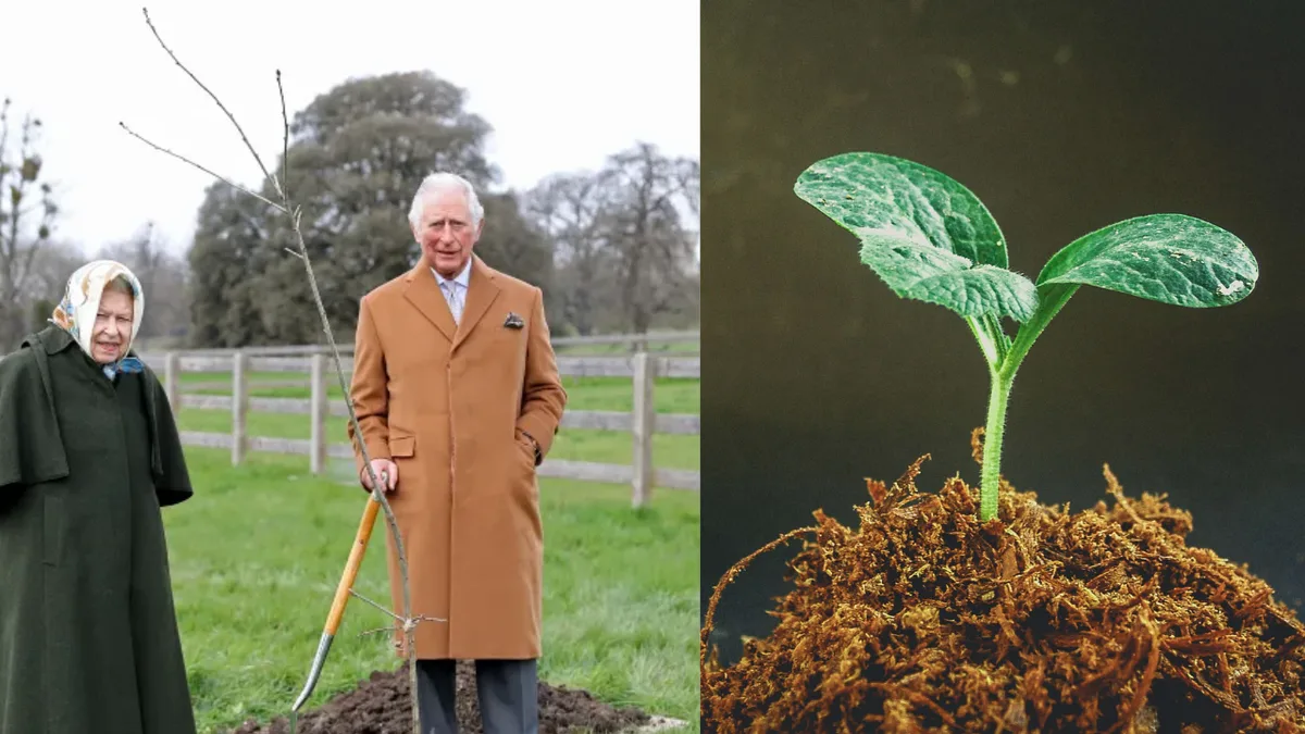 How a Queen Elizabeth tree initiative became a nationwide 3 million tree tribute