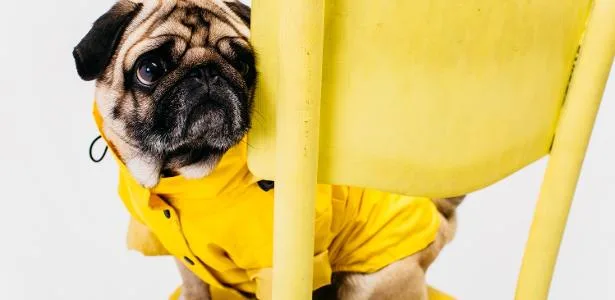 Fita amarela na coleira do cachorro pode ser um alerta; entenda o sinal