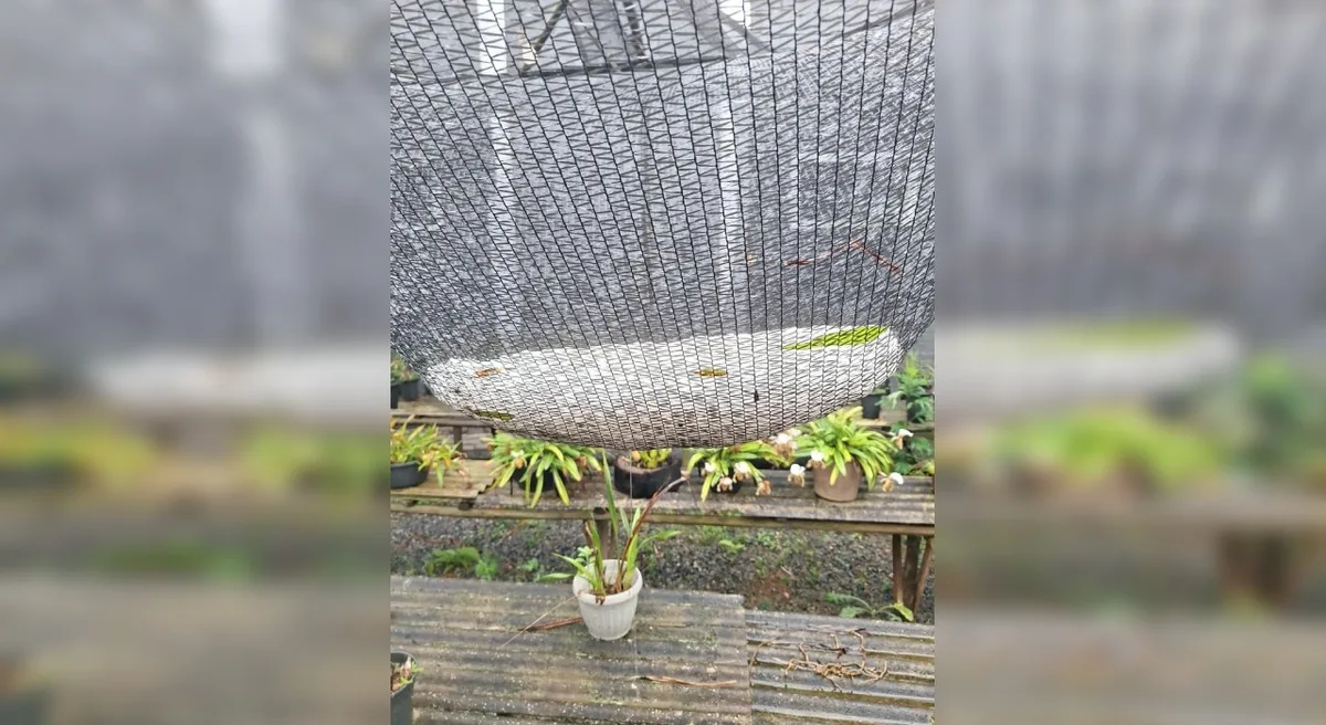 VÍDEO: chuva de granizo e ventos fortes causam queda de árvores e danificam casas em Piedade