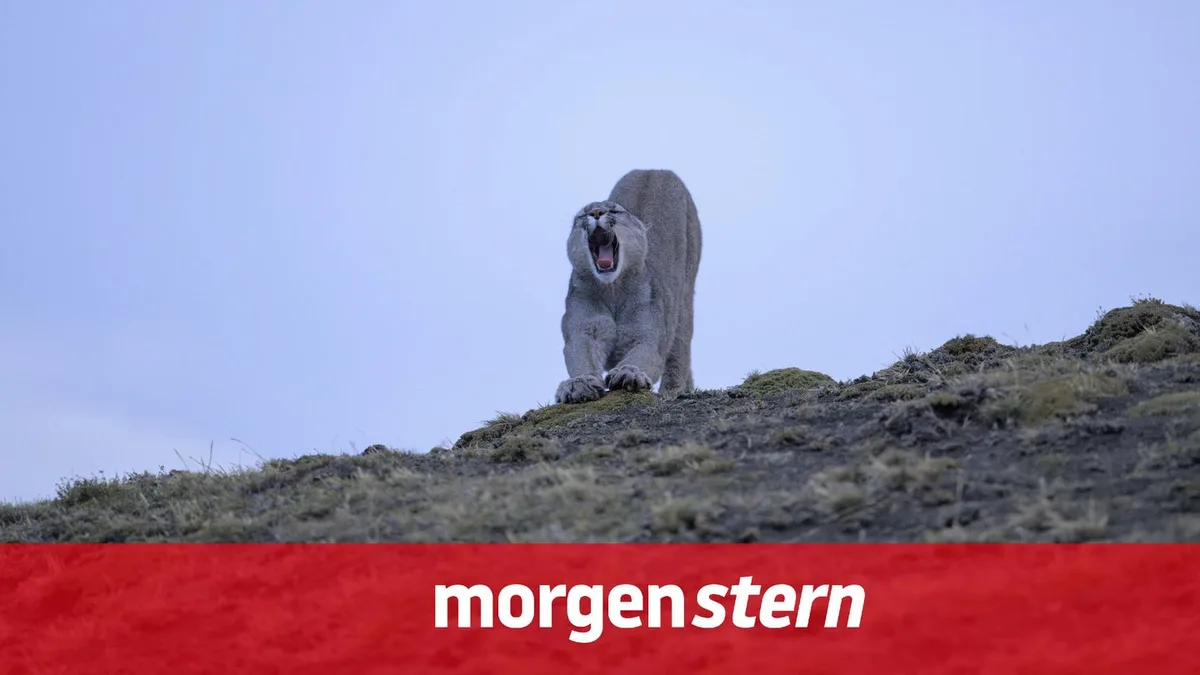 Morgenstern: Katzen und Kanzler