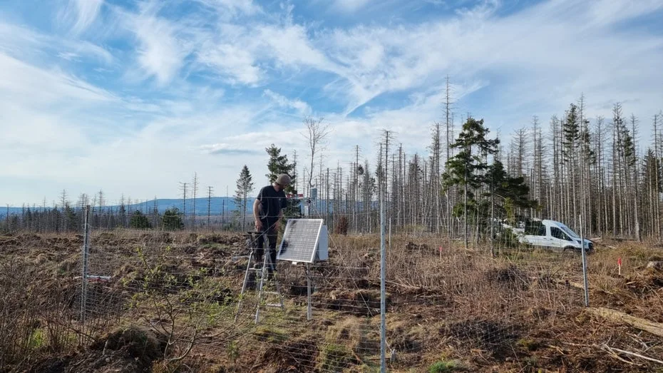 Fichte stirbt in Wochen, Buche über Jahre: Wie der Klimawandel den deutschen Wald umkrempelt