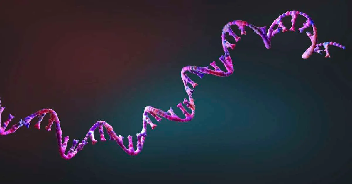 Aprovação da primeira vacina de mRNA contra a gripe nos EUA é bom sinal para o aprimoramento dos medicamentos do futuro