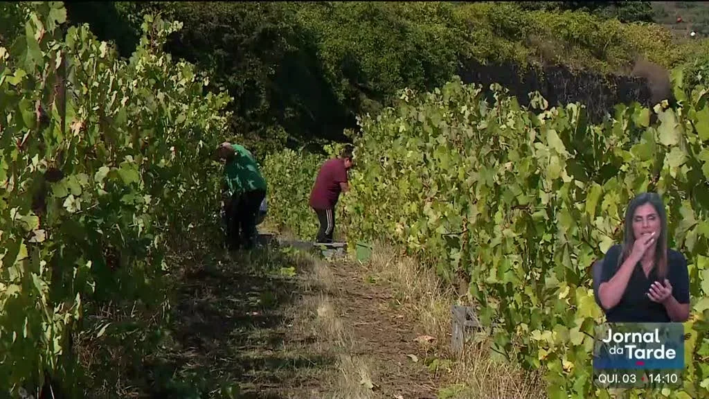 Vindimas no Douro. Calor obriga a antecipação inédita dos trabalhos