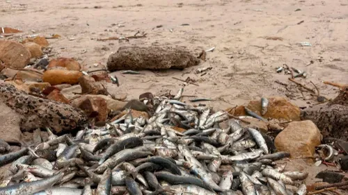 City confirms sardine die-off has no connection to Milnerton Lagoon pollution