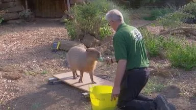 Gewichtskontrolle im Londoner Zoo