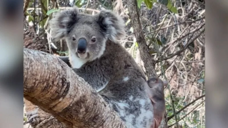 Queensland bloke carries stranded koala to safety
