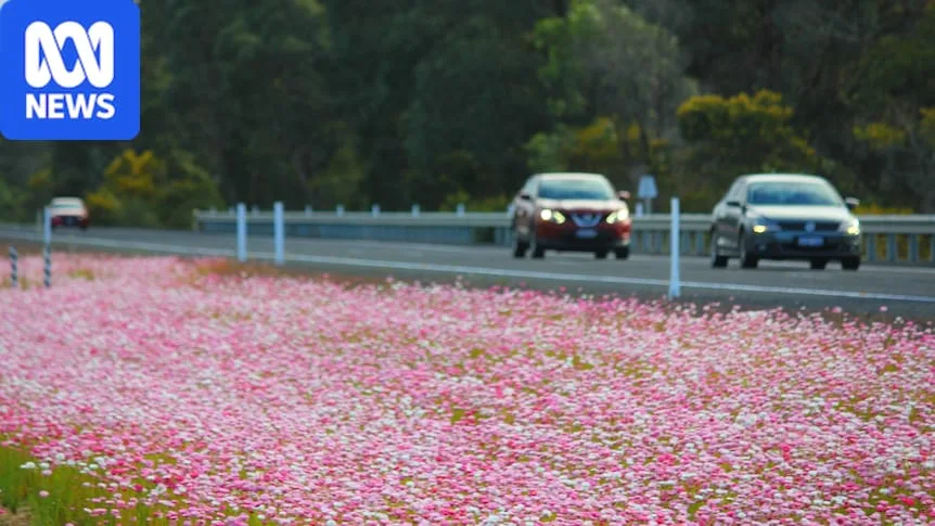 Motorists warned of dangers of picking flowers on busy WA highway